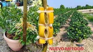 Ten Cientos de Plantas de limón con Muchos Frutos en poco tiempo  Nuevo Método para Propagar Limón [upl. by Drarreg]