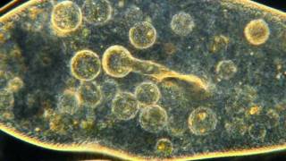 Amazing Microscopic HD Video Paramecium Feeding [upl. by Bainbridge502]