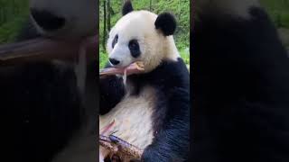 Giant panda Qinling panda Ailuropoda melanoleuca melanoleucaAnimal baby panda [upl. by Cheston149]