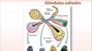 Glándulas Salivales Introducción [upl. by Bronnie]