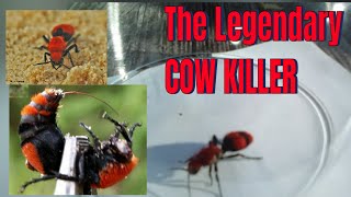 The Legendary Cow Killer [upl. by Ettevey]