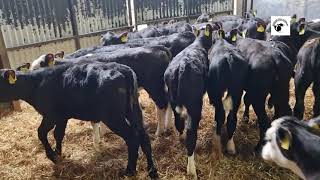 25 Strong Angus Hereford heifers [upl. by Adali]