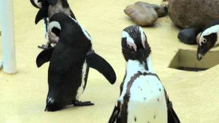 Pinguine fetten ihr Gefieder ein [upl. by Naman]