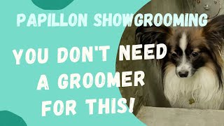 How to groom a Papillon for the show for beginners its easier then u think [upl. by Bevash]