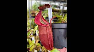 Nepenthes densiflora x veitchii BE4037  Kannenpflanzen bei Fangblatt  kannenpflanze [upl. by Farah]