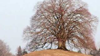 Der Baum im Odenwald [upl. by Myriam91]