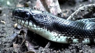 Black Rat Snake  HD Minidocumentary [upl. by Ynehpets409]