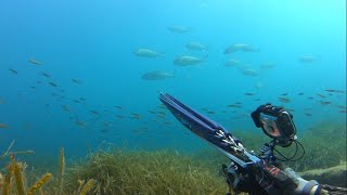 Μαγιάτικα  Amberjack spearfishing [upl. by Bradleigh]