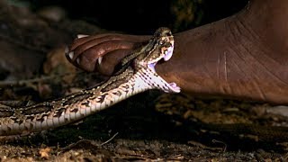 Viper Bite in Slow Mo  BBC Earth [upl. by Atinuaj621]