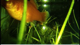 Platy fish giving birth shorts [upl. by Ylerebmik]