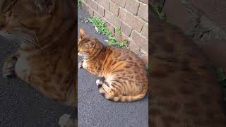 Leo the Bristol Bengal chilling out cat cute bengalcat [upl. by Schaefer]