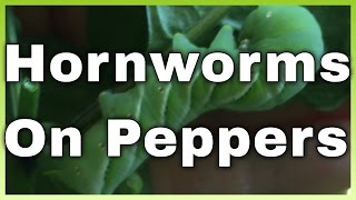 How to identify hornworms on peppers [upl. by Noed]