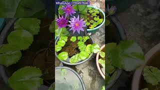 Water Lily Plant At Home waterlilly waterlilyplant flower [upl. by Simaj]