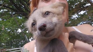 Apollo the fox pup plays with Emmie Floofala and Serafina [upl. by Meta]