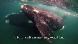 Southern Right Whales  Nature Documentary [upl. by Notnert79]