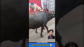 Falna Babu jindabad funny comedy dog sabloolhai animals [upl. by Roddie]