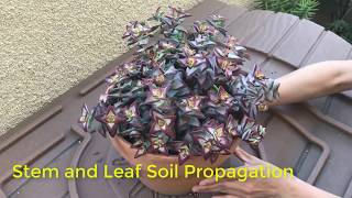 Stem and Leaf Propagation for Crassula rupestris or any stacking crassula [upl. by Attayek]