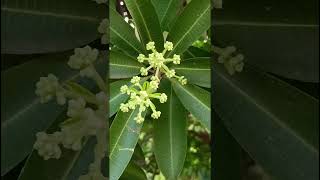 Alstonia scholarisApocynaceae family nature forestflower trending flora forests wildflowers [upl. by Etteinotna]