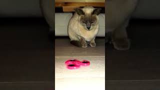 ASMR sound of a cat purr relaxing spinner and cat [upl. by Duky566]