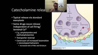 PSY305 CH5PT1 Catecholamine Synthesis and Release [upl. by Adnovahs]