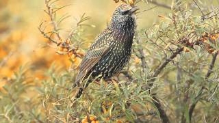 Spreeuw  Sturnus vulgaris  Starling [upl. by Drescher]