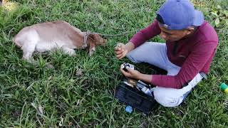 Primer tratamiento a becerro recien nacido [upl. by Grantham]