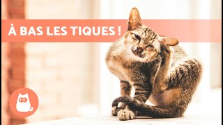 6 REMÈDES MAISON contre les TIQUES CHEZ LES CHATS 🐱🕷️ Très Efficaces [upl. by Billye]