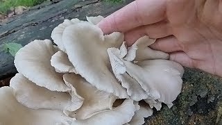 Pleurotus pulmonarius  LETNJA BUKOVAČA [upl. by Nahtanaj693]