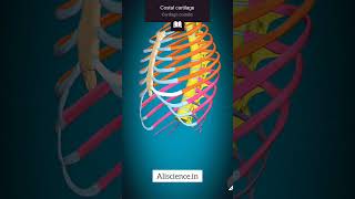 मानव की पसलियों का एनाटॉमी  Rib Cage Anatomy in Hindi HumanBody Ribs Shorts viralvideo [upl. by Deehahs175]