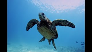 Sea Turtle Swimming in the Sea  Music Video [upl. by Ahsilahk]