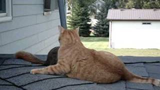 Squirrel playing with family cat [upl. by Xam]