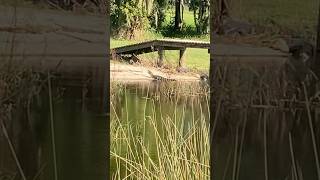 I’m Not the Only One Taking in the Sun Rays alligator lake sunshine boat dock [upl. by Bobker]