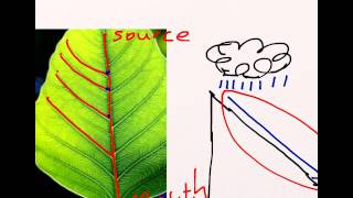 1 Drainage Basin water cycle [upl. by Berga]