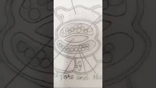 Stomata diagrambiology shorts like subscribe drawing [upl. by Allene]