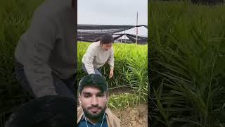 China ke log ka fasal katne ka tareka farming harvester123kishan shorts agriculture fruit [upl. by Aztinaj]