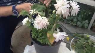 How to Grow Chrysanthemums Winter Tasks Pruning [upl. by Elyrpa]