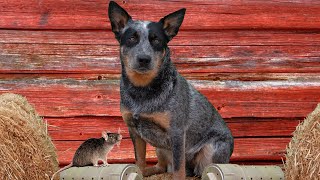 BLUE HEELER FINDING RATTIES “Killer Mya” at Barn Hunt practice [upl. by Chlores]