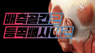 해부학  근육학 손근육hand muscles  등쪽뼈사이근배측골간근 dorsal interossei muscles [upl. by Fennelly]