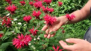 Beebalm Monarda didyma at Wild Ridge Plants [upl. by Aznofla705]