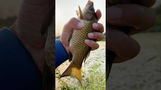 CARP FISHING MOMENT IN RIVER BY ROD amp REEL fishing fishbait hookfishing carpfishing [upl. by Lorinda]