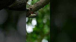 Coppersmith Barbet 2024 viralvideo nature relaxing ytshorts coppersmith birds wildlife [upl. by Ennayr]