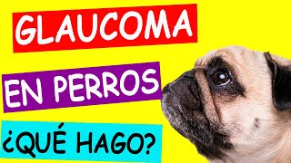 GLAUCOMA en PERROS Todo lo que necesitas saber [upl. by Na839]