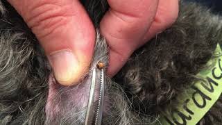 How to Remove a Tick from Your Pet  MedVet [upl. by Revlys]