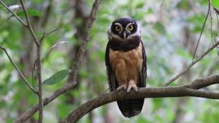 Spectacled Owl Pulsatrix perspicillata [upl. by Enyawal]