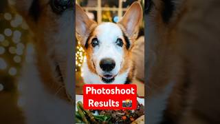 How I Got These Perfect CORGI Shots 2 📸 [upl. by Crifasi714]