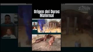 Conoce la raza porcina Duroc Maternal [upl. by Pinter]