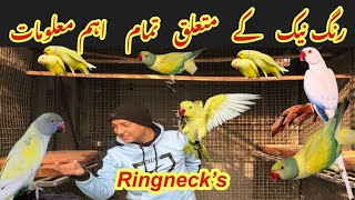 RingNeck Parrots Breeding GuideIndian Ringneck Parrot Complete Basic InformationHindiUrdu [upl. by Enymzaj17]