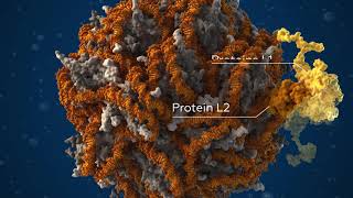 Human Papillomavirus HPV — Scientifically Accurate 3D Model [upl. by Nirag]