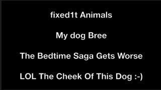 My Funny Lurcher Dog Bree  The Bed SAGA Continues [upl. by Mountford]