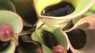 Heliamphora Gets Swarmed  but loves it [upl. by Ahsikym]